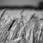 Field of cereals