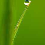 Kapka na stéble trávy