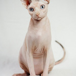 mňauuuuuu :) - part II.