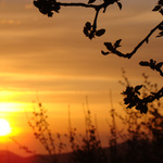 západovka větvičková