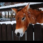 Kůň převalský.
