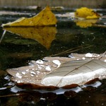 transport ranní rosy