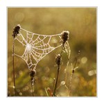 mrazivé podzimní ráno