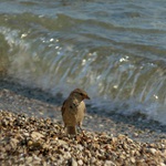 Takový vlny a já si nevzal surf!?