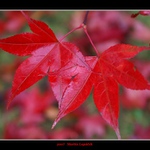 Dokud nás smrt nerozdělí ...