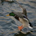 a sakra! dneska je voda jak led :-)