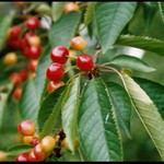 Jó třešně zrály...