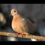 Holubice z Istanbulu