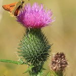 Takový normální bodlák ...