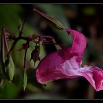 Netykavka žláznatá