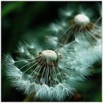 ... pampelišková ...