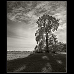 PRÍBEH STROMU- SÚZNENIE