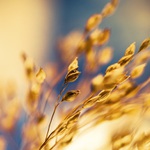 ...zlaté opojení...