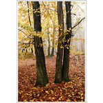 listopadová symfonie