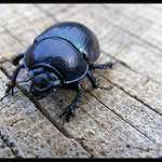 a já brouček .......