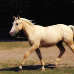 koník