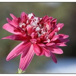 zasněžená listopadka