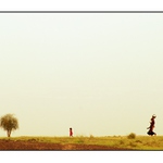 Thar Desert