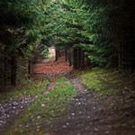 tajuplná lesná cestička