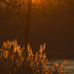 z večera za šera ... :)