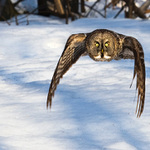 sova tmavá / bradatá