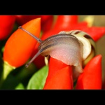 Red hot chilli peppers