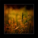 ...večer v tráve II...