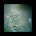 ...slnko v tráve...