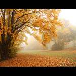 Podzimní zátiší II