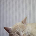 to roztrhle ucho mam z valky :)