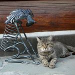 Plecháč s kocourem