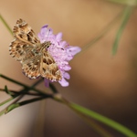 soumračník slézový