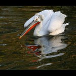 Pelikání odrazovka