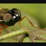 Mistr Béla Hypnózy