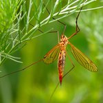 Cvakej, už se neudržím.............