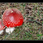 Na mechu a v kapradi