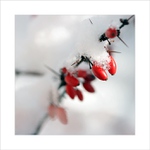 *** Pod peřinkou ***