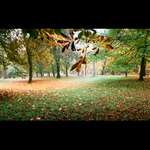 zežloutlý list ve vyškovském parku