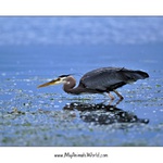 Volavka velka (Ardea herodias)