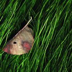 spona ve vlasech říčky Loučky