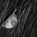 spona ve vlasech říčky Loučky (B/W)