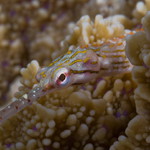 Orange-spotted pipefish