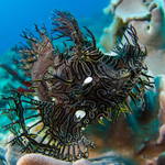Ropušnice Rhinopias aphanes