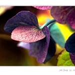 Lístky v barvě vyvedené....