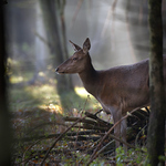 Mladá paní Daňková
