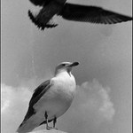 Jonathan Livingston Racek