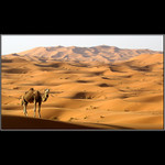 /// Kamarád z pouště ///