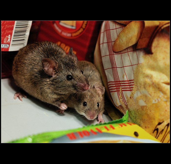 parťáci ve spíži