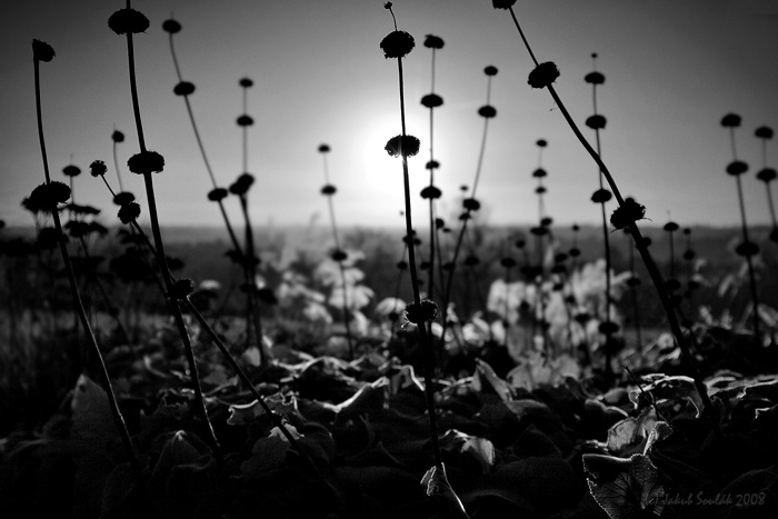 Probouzející se prales