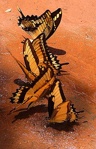 Butterflies